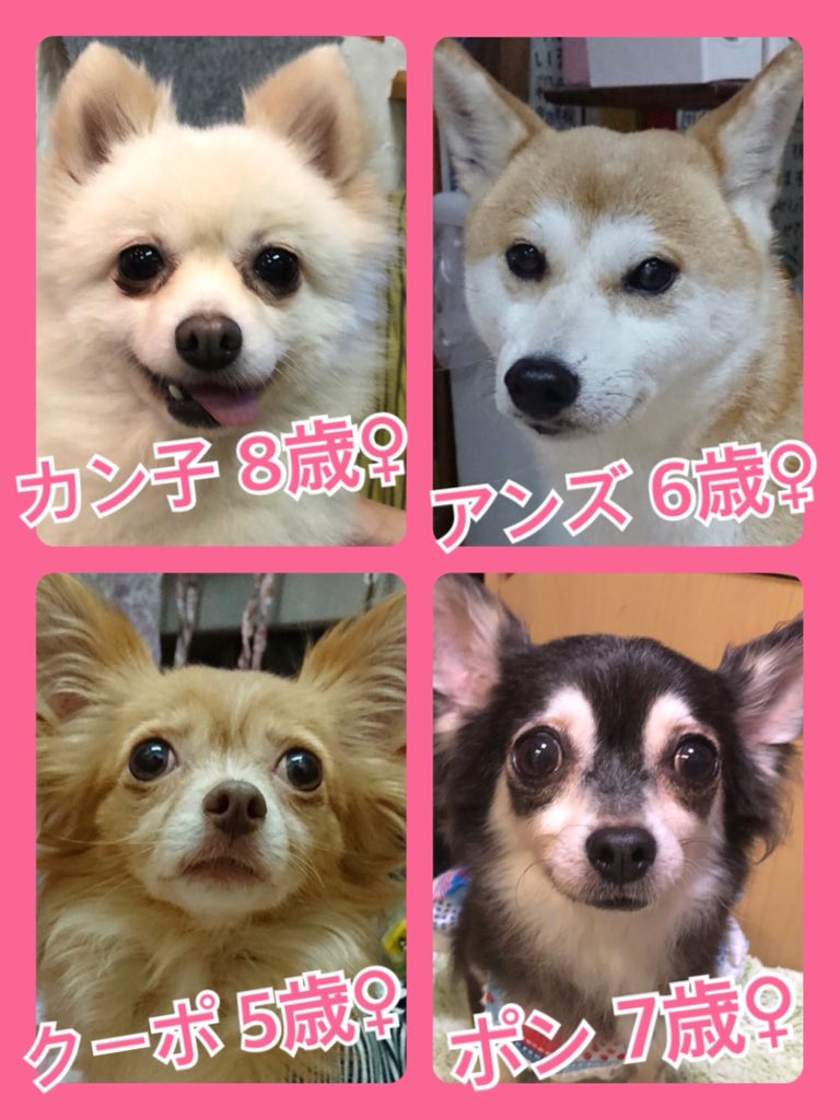 🐾今日はワンニャン🐶🐱の日🐾今日の里親様募集中ワンコ🐶メンバーです🐾2019,9,12